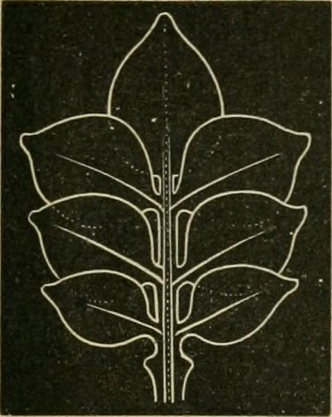 An illustration from Teachers' manual for freehand drawing in primary schools, 1878, leaf 156