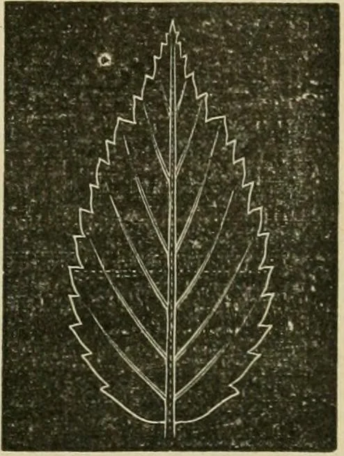 An illustration from Teachers' manual for freehand drawing in primary schools, 1878, leaf 164