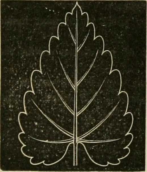 An illustration from Teachers' manual for freehand drawing in primary schools, 1878, leaf 165