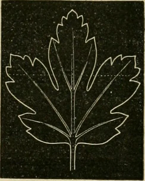 An illustration from Teachers' manual for freehand drawing in primary schools, 1878, leaf 166