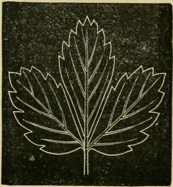 An illustration from Teachers' manual for freehand drawing in primary schools, 1878, leaf 166