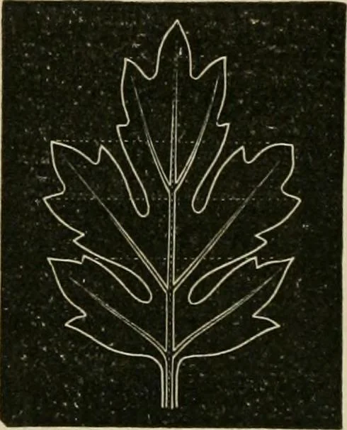 An illustration from Teachers' manual for freehand drawing in primary schools, 1878, leaf 167