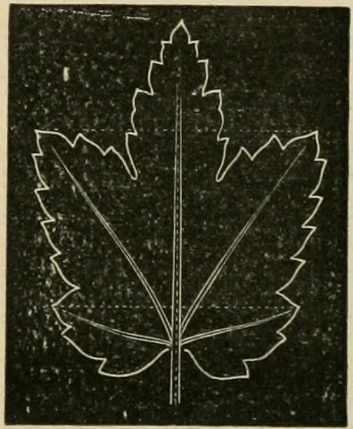 An illustration from Teachers' manual for freehand drawing in primary schools, 1878, leaf 167