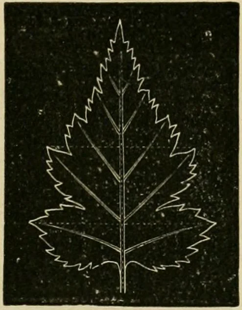 An illustration from Teachers' manual for freehand drawing in primary schools, 1878, leaf 168
