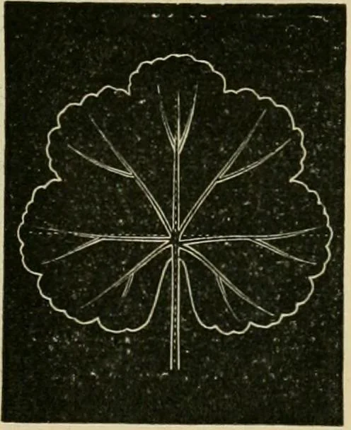 An illustration from Teachers' manual for freehand drawing in primary schools, 1878, leaf 168