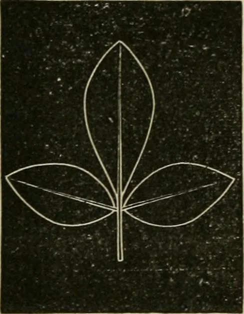 An illustration from Teachers' manual for freehand drawing in primary schools, 1878, leaf 169