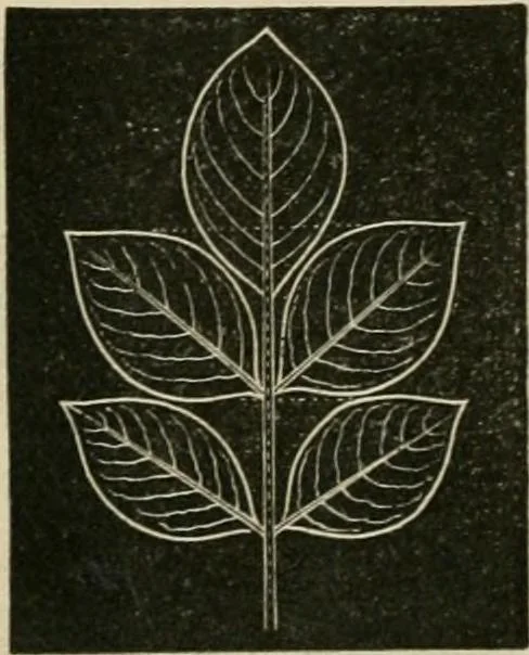 An illustration from Teachers' manual for freehand drawing in primary schools, 1878, leaf 169