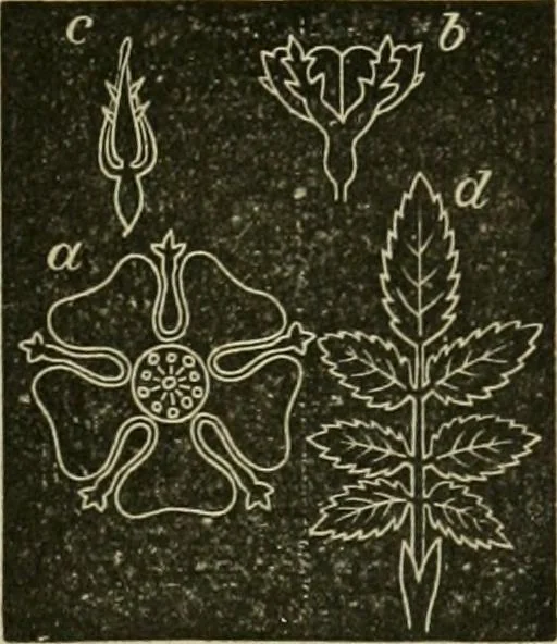 An illustration from Teachers' manual for freehand drawing in primary schools, 1878, leaf 170