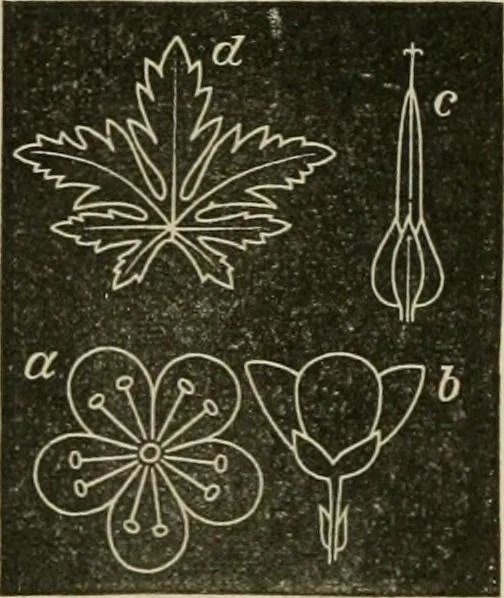 An illustration from Teachers' manual for freehand drawing in primary schools, 1878, leaf 171