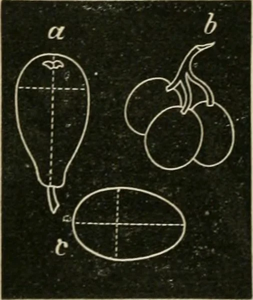 An illustration from Teachers' manual for freehand drawing in primary schools, 1878, leaf 87