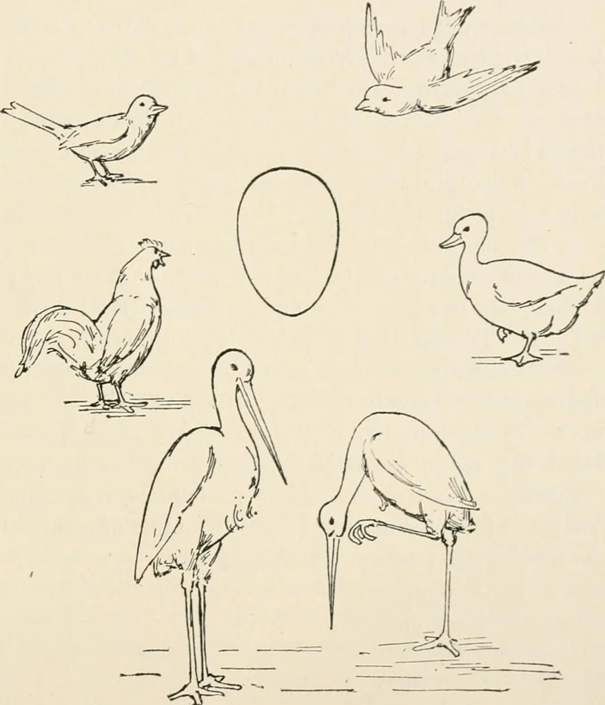 An illustration from Teachers' manual for the Prang course in drawing for graded schools, books 1-6, 1897, leaf 108