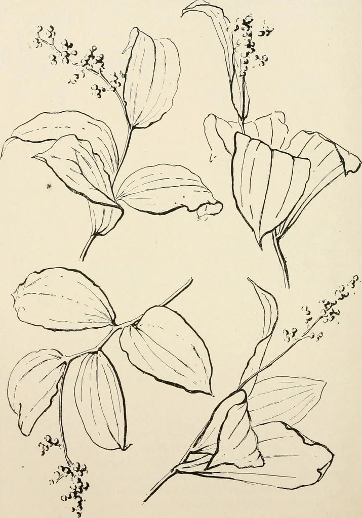 An illustration from Teachers' manual for the Prang course in drawing for graded schools, books 1-6, 1897, leaf 119