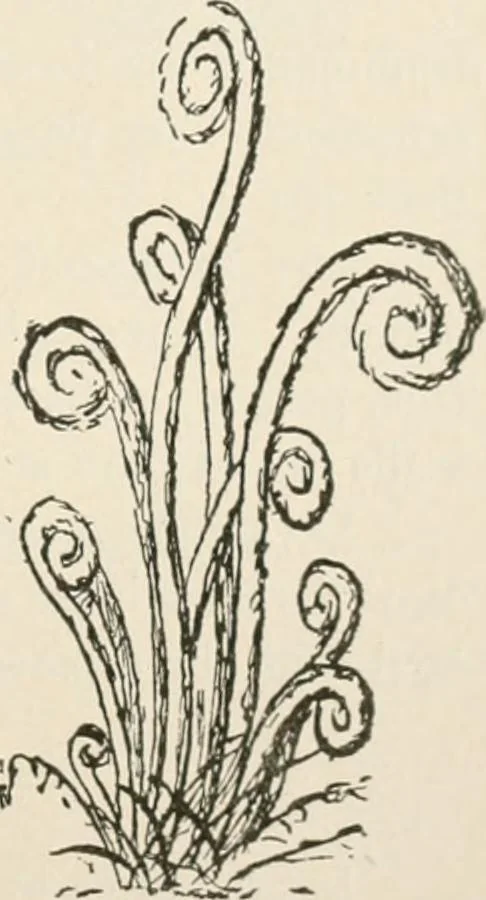 An illustration from Teachers' manual for the Prang course in drawing for graded schools, books 1-6, 1897, leaf 150