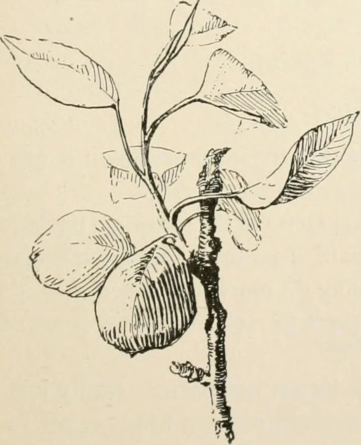An illustration from Teachers' manual for the Prang course in drawing for graded schools, books 1-6, 1897, leaf 154
