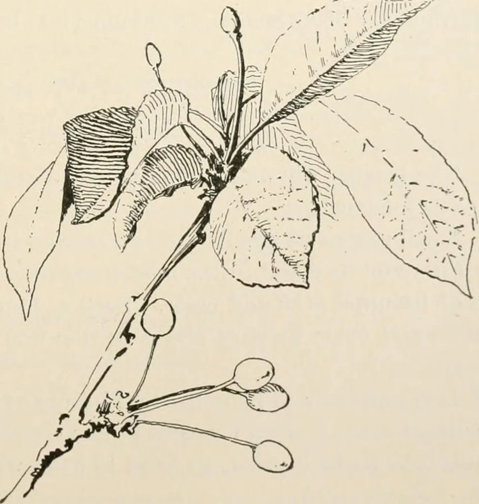 An illustration from Teachers' manual for the Prang course in drawing for graded schools, books 1-6, 1897, leaf 154