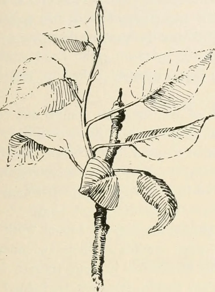 An illustration from Teachers' manual for the Prang course in drawing for graded schools, books 1-6, 1897, leaf 154