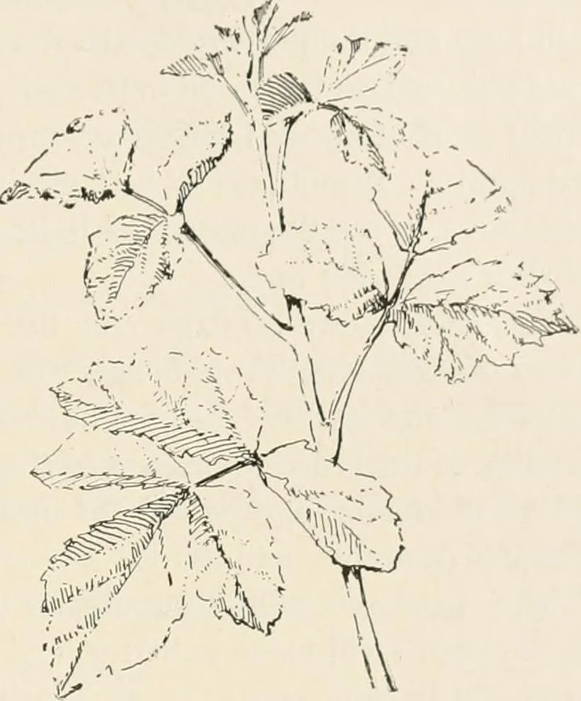 An illustration from Teachers' manual for the Prang course in drawing for graded schools, books 1-6, 1897, leaf 154