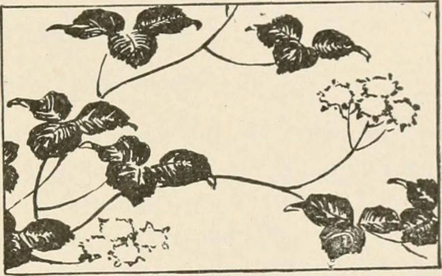 An illustration from Teachers' manual for the Prang course in drawing for graded schools, books 1-6, 1897, leaf 180