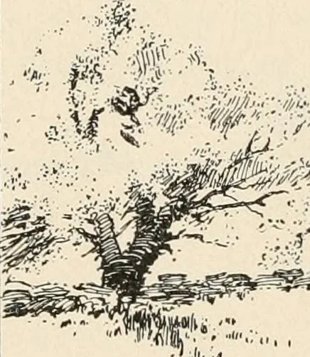 An illustration from Teachers' manual for the Prang course in drawing for graded schools, books 1-6, 1897, leaf 217