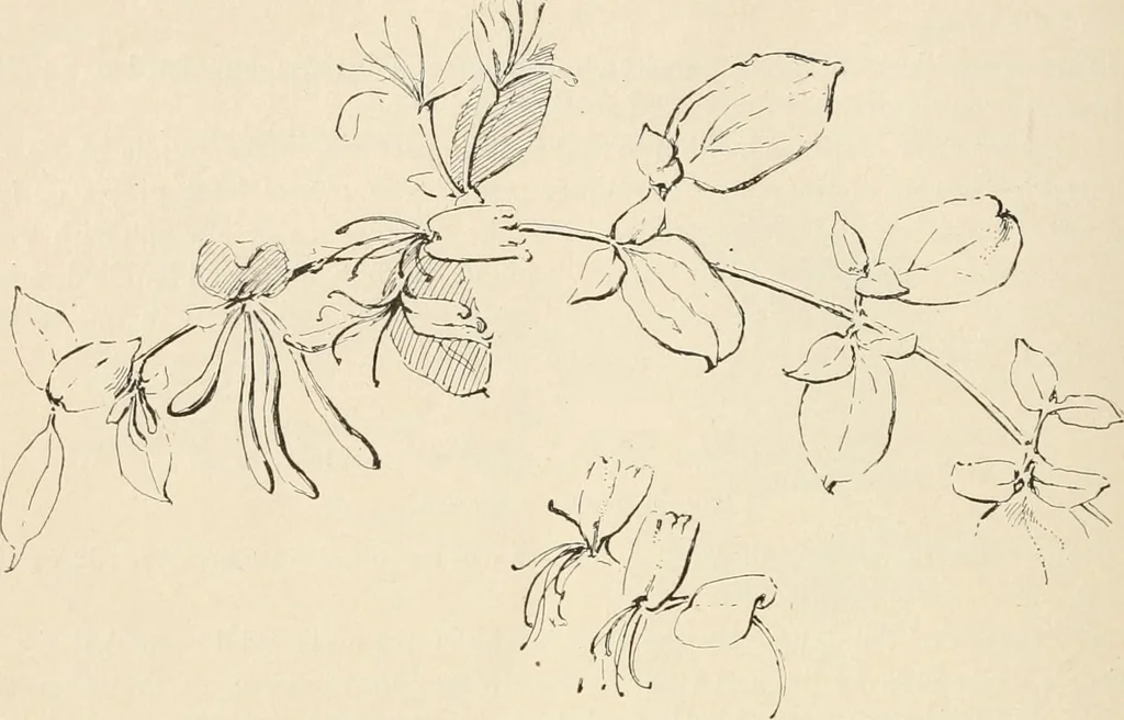 An illustration from Teachers' manual for the Prang course in drawing for graded schools, books 1-6, 1897, leaf 219