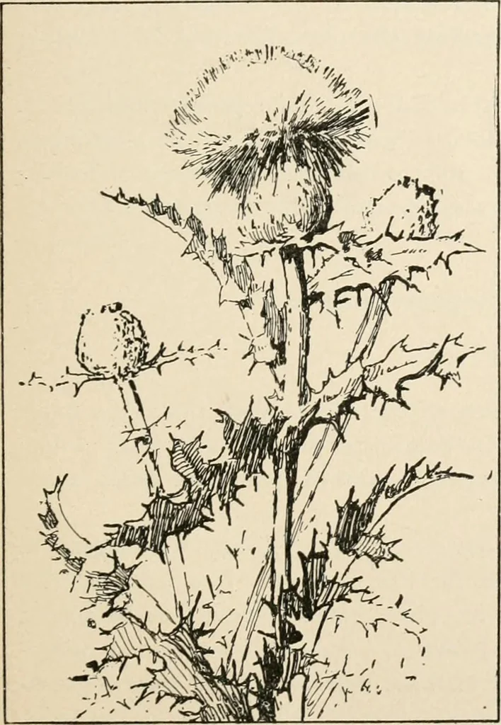 An illustration from Teachers' manual for the Prang course in drawing for graded schools, books 1-6, 1897, leaf 58