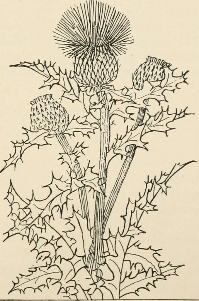 An illustration from Teachers' manual for the Prang course in drawing for graded schools, books 1-6, 1897, leaf 58
