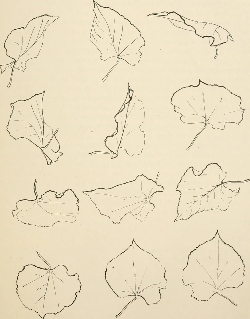 An illustration from Teachers' manual for the Prang course in drawing for graded schools, books 1-6, 1897, leaf 64