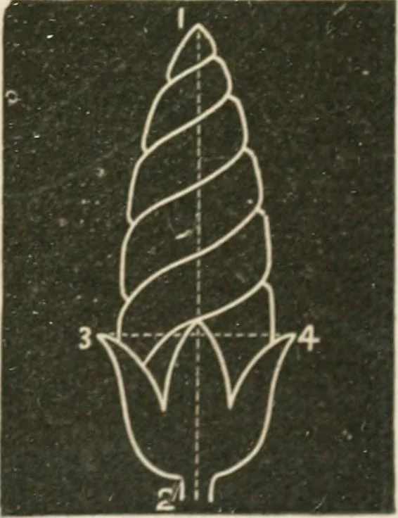 An illustration from Teachers' manual for freehand drawing in primary schools, 1875, leaf 148