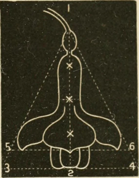 An illustration from Teachers' manual for freehand drawing in primary schools, 1875, leaf 154