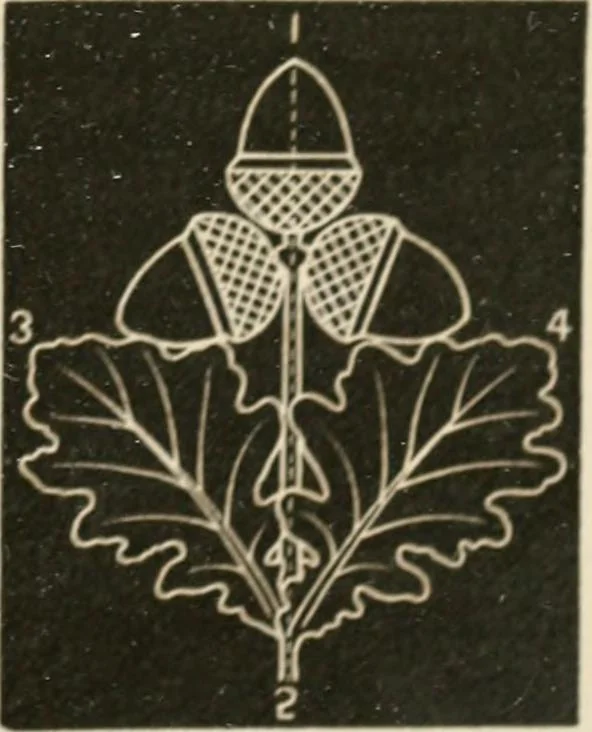 An illustration from Teachers' manual for freehand drawing in primary schools, 1875, leaf 158