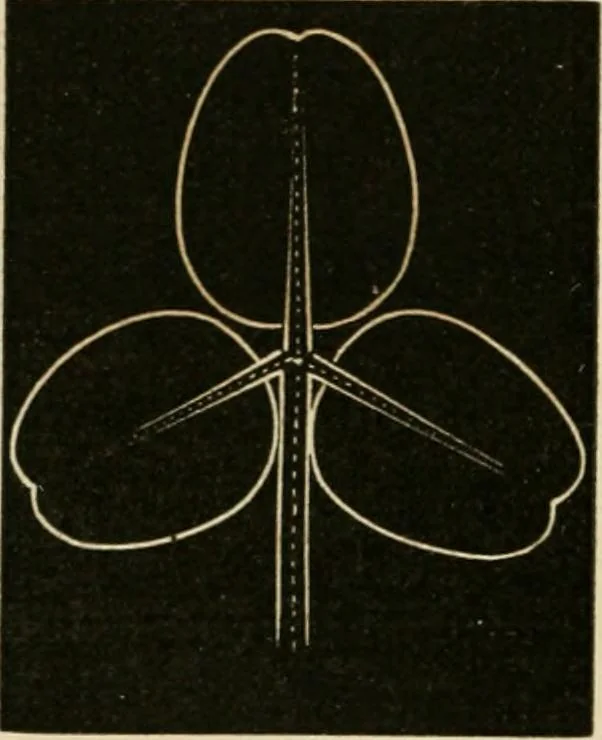 An illustration from Teachers' manual for freehand drawing in primary schools, 1875, leaf 159