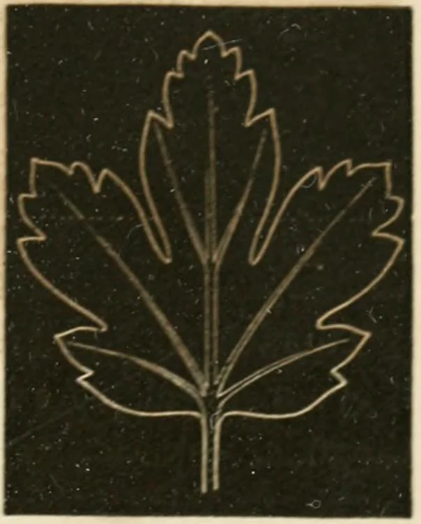 An illustration from Teachers' manual for freehand drawing in primary schools, 1875, leaf 170