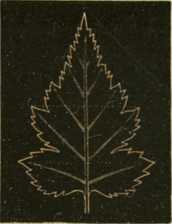 An illustration from Teachers' manual for freehand drawing in primary schools, 1875, leaf 172