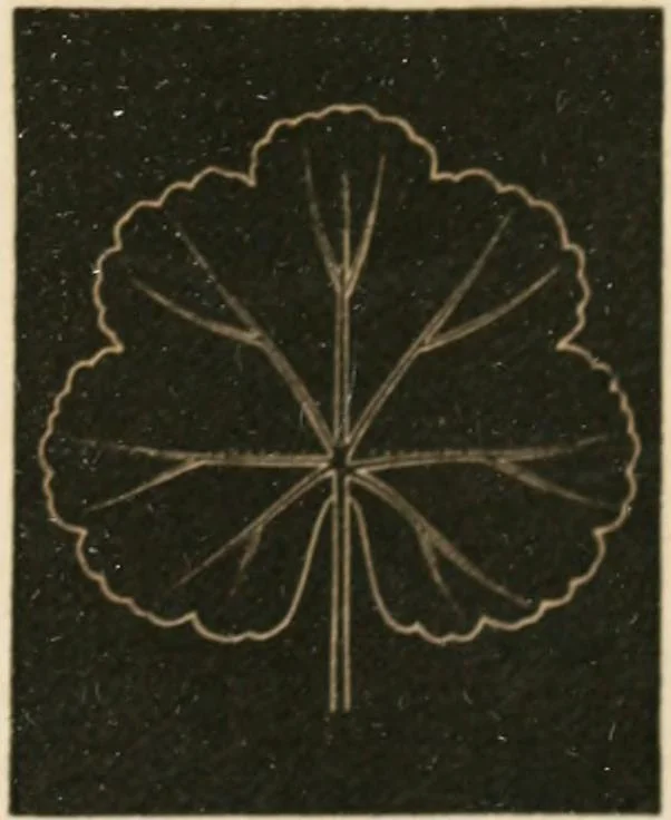 An illustration from Teachers' manual for freehand drawing in primary schools, 1875, leaf 172