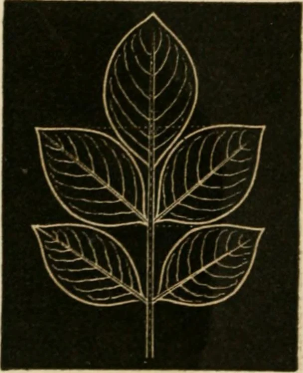 An illustration from Teachers' manual for freehand drawing in primary schools, 1875, leaf 173