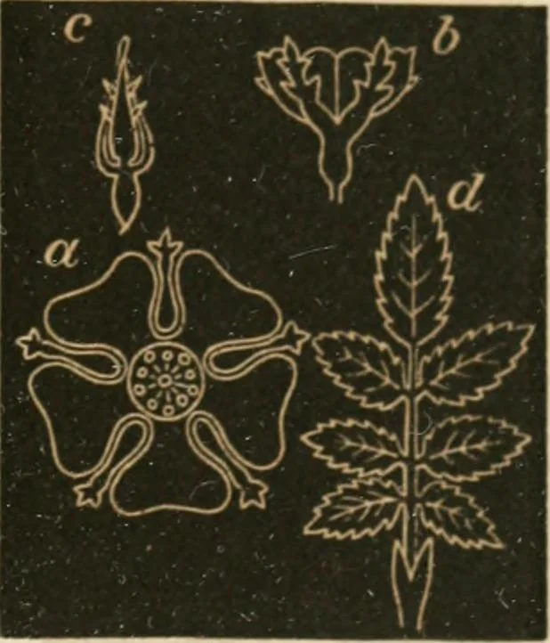 An illustration from Teachers' manual for freehand drawing in primary schools, 1875, leaf 174
