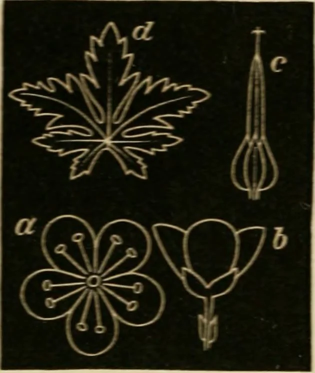 An illustration from Teachers' manual for freehand drawing in primary schools, 1875, leaf 175