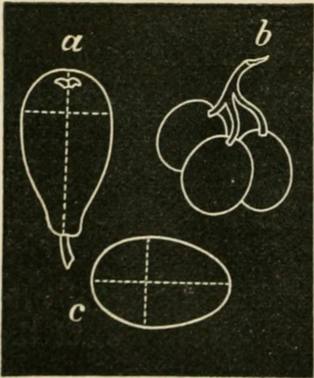 An illustration from Teachers' manual for freehand drawing in primary schools, 1875, leaf 91