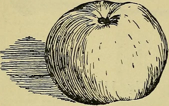 An illustration from The teaching of drawing : its aims and methods, 1910, leaf 119