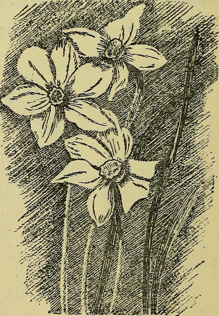 An illustration from The teaching of drawing : its aims and methods, 1910, leaf 119