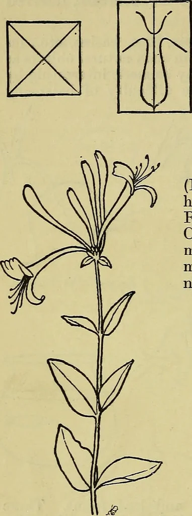 An illustration from The teaching of drawing : its aims and methods, 1910, leaf 129