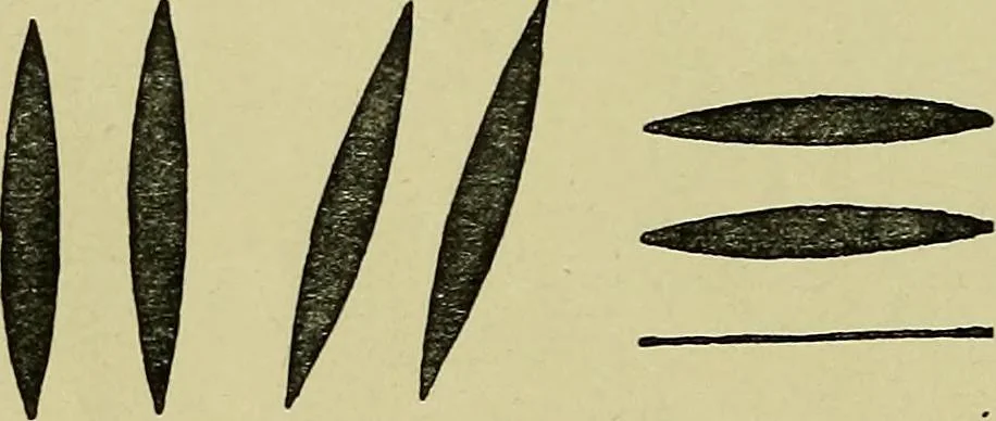 An illustration from The teaching of drawing : its aims and methods, 1910, leaf 45
