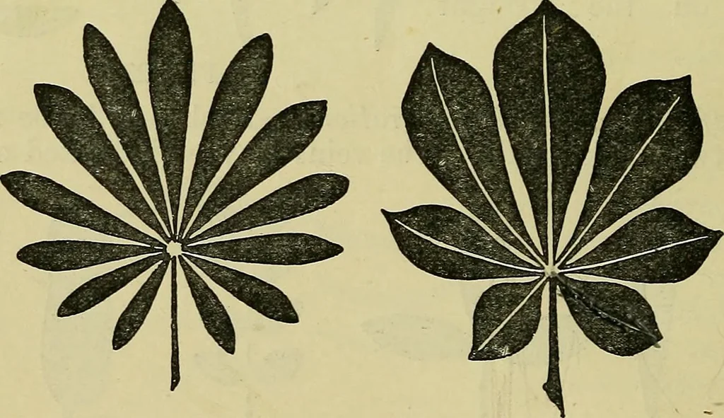 An illustration from The teaching of drawing : its aims and methods, 1910, leaf 47