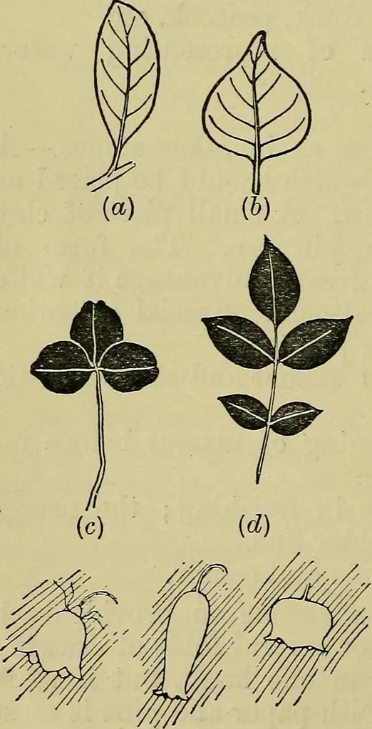 An illustration from The teaching of drawing : its aims and methods, 1910, leaf 65