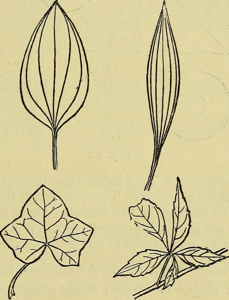An illustration from The teaching of drawing : its aims and methods, 1910, leaf 68