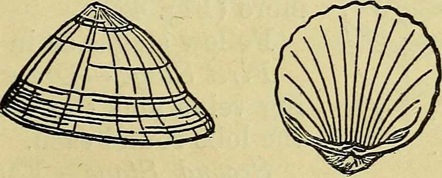 An illustration from The teaching of drawing : its aims and methods, 1910, leaf 68