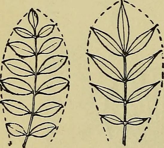 An illustration from The teaching of drawing : its aims and methods, 1910, leaf 69