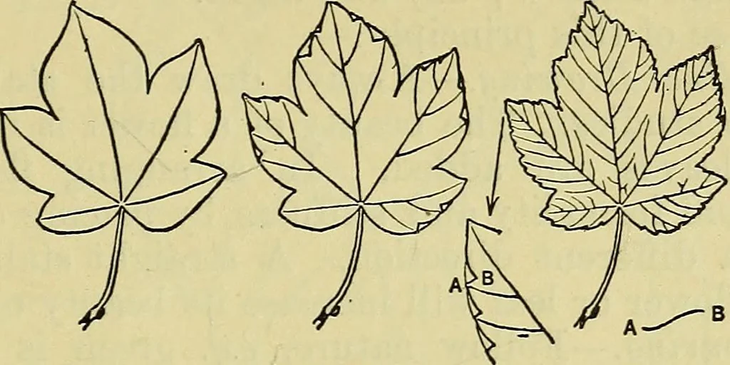 An illustration from The teaching of drawing : its aims and methods, 1910, leaf 70