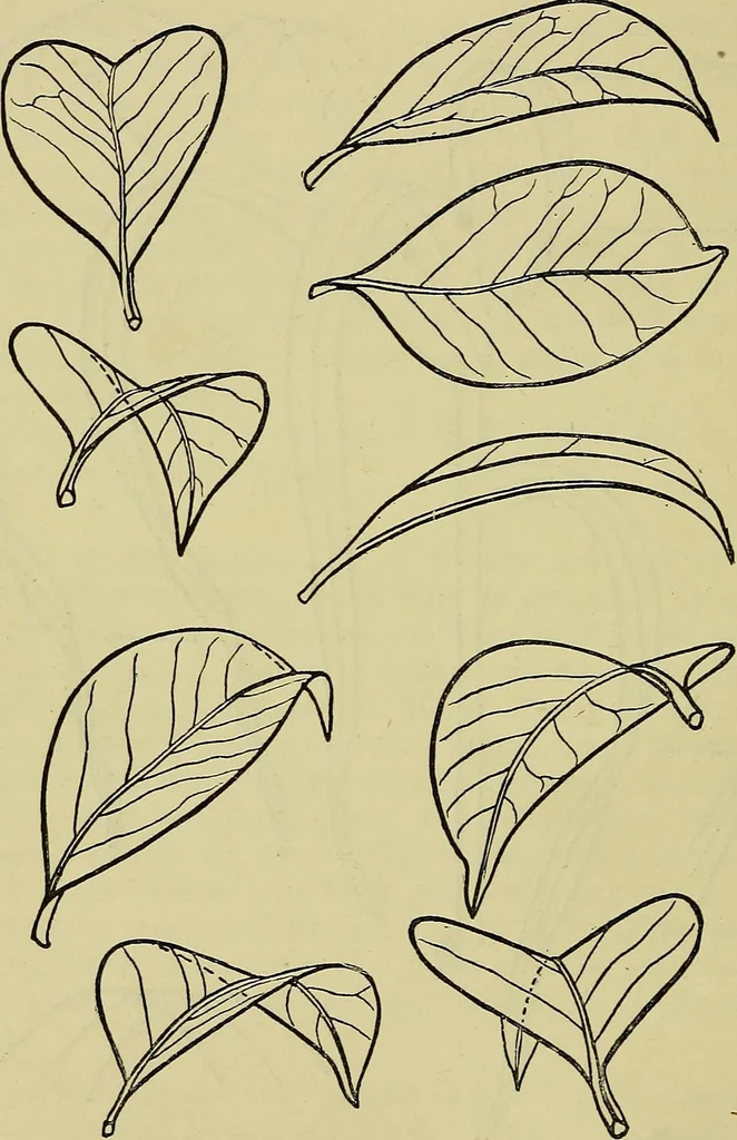 An illustration from The teaching of drawing : its aims and methods, 1910, leaf 73