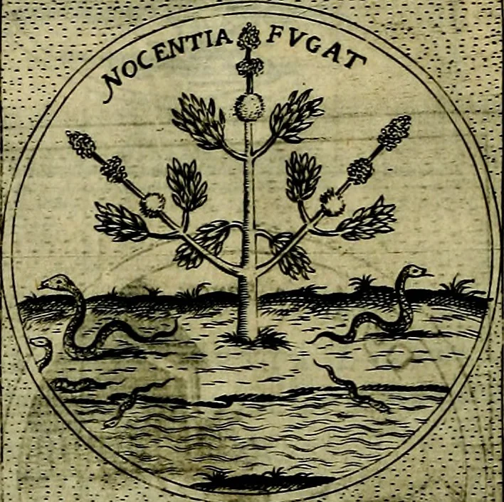 An illustration from Teatro d'imprese, 1623, leaf 541